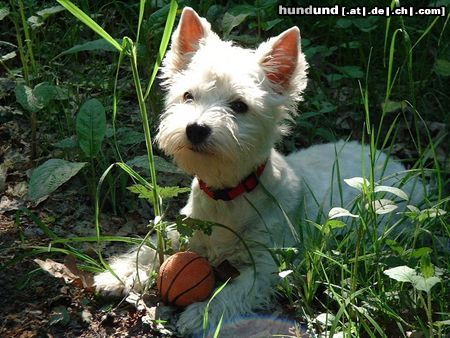 West Highland White Terrier