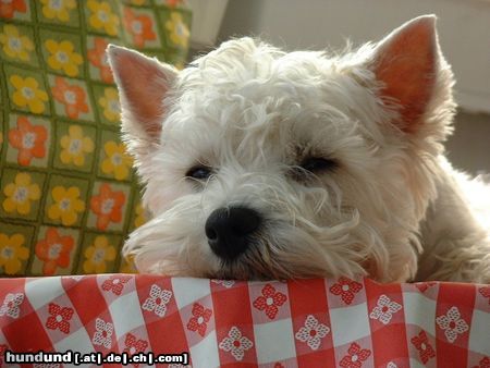 West Highland White Terrier