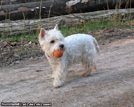 West Highland White Terrier