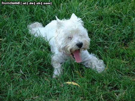 West Highland White Terrier