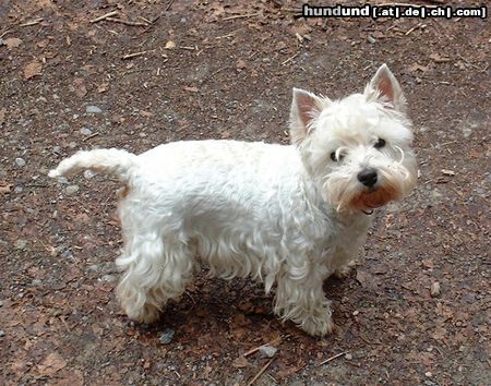 West Highland White Terrier