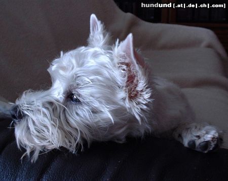 West Highland White Terrier