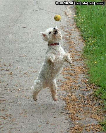 West Highland White Terrier