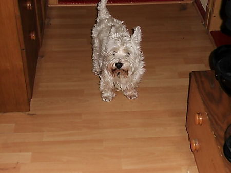 West Highland White Terrier