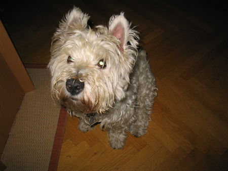 West Highland White Terrier Das war meine liebe Coco