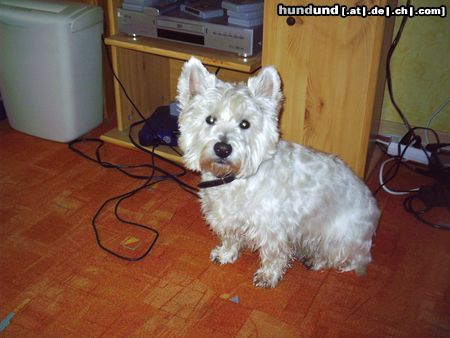 West Highland White Terrier Hallo ich bin Charlie und bin ein gutr freund