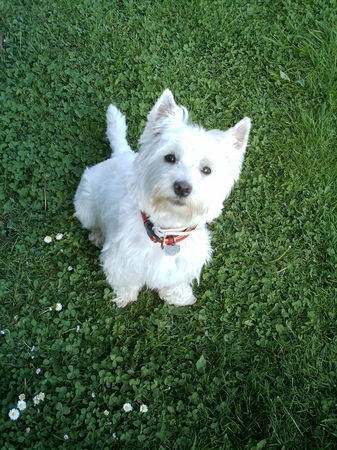 West Highland White Terrier Cindy