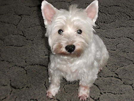 West Highland White Terrier