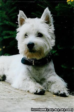 West Highland White Terrier Blix