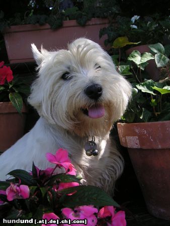 West Highland White Terrier Blix