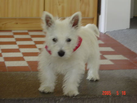 West Highland White Terrier Bobbi 3 Monate alt