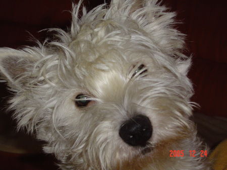 West Highland White Terrier Bobbi 1 Jahr alt