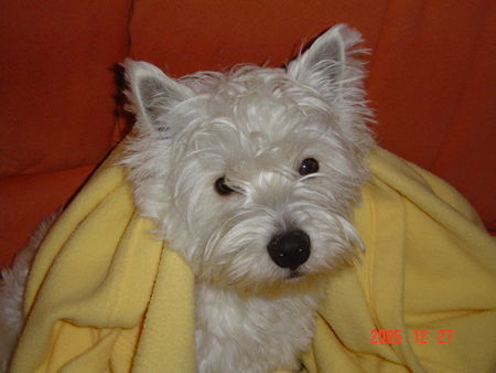 West Highland White Terrier