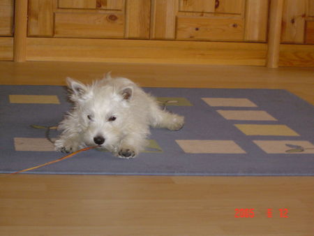 West Highland White Terrier Bobbi 7 Monate alt