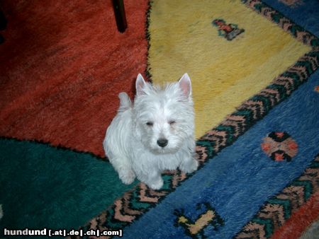 West Highland White Terrier Westi Welpe Star ofRoyal Diamonds