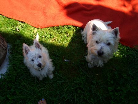 West Highland White Terrier 2 auf einen Streich...