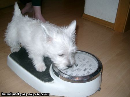 West Highland White Terrier Wie schwer bin ich ?