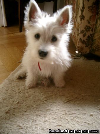 West Highland White Terrier Hallo, hier bin ich !