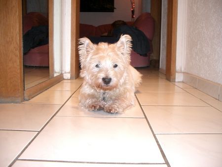 West Highland White Terrier Cäsar 