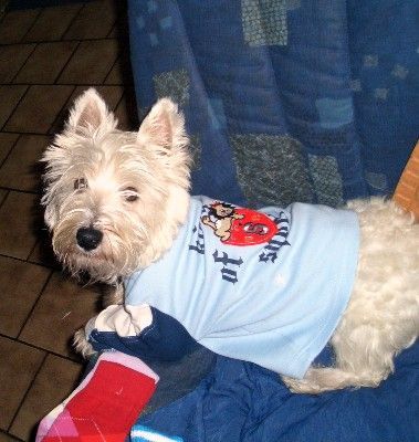 West Highland White Terrier Joshi