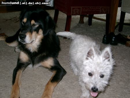 West Highland White Terrier Aika und Banja