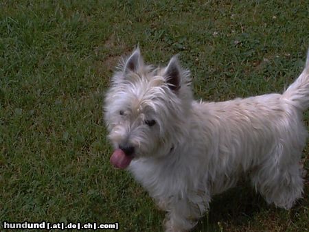 West Highland White Terrier Charly´s Zunge