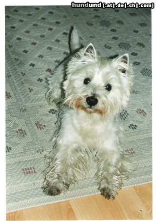 West Highland White Terrier Chester mit dem für ihn absolut typischen, erwartungsvollen Blick!