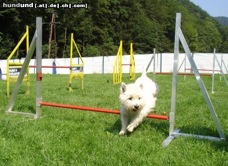 West Highland White Terrier Cindy beim Training