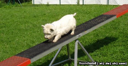 West Highland White Terrier Cindy - gerade noch rechtzeitig gebremst...