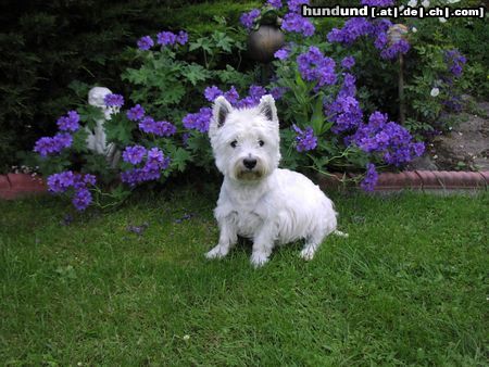 West Highland White Terrier Cindy im Garten