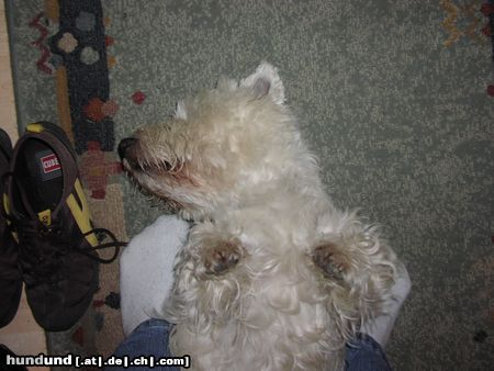 West Highland White Terrier Bei dem Geruch wird man ja Ohnmächtig!