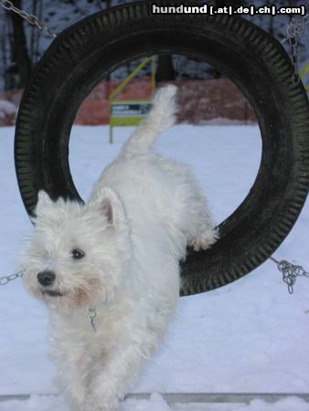 West Highland White Terrier Cindy beim Agility Training. 