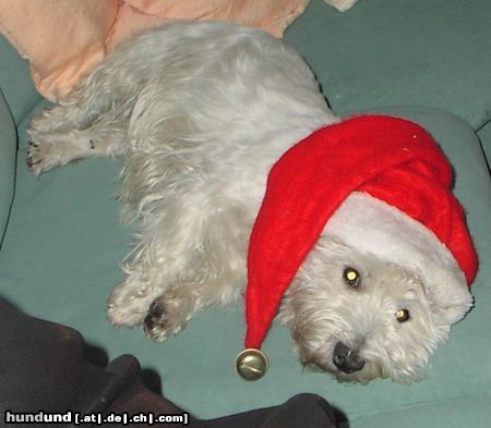 West Highland White Terrier Cindy als Weihnachtsmann