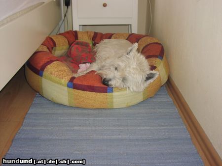 West Highland White Terrier Cindy nach einem anstrengendem Heelwork-Training!