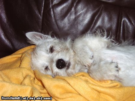 West Highland White Terrier *gäääähn*