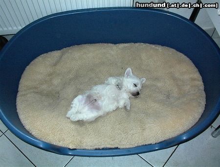 West Highland White Terrier Toby macht ein Nickerchen...