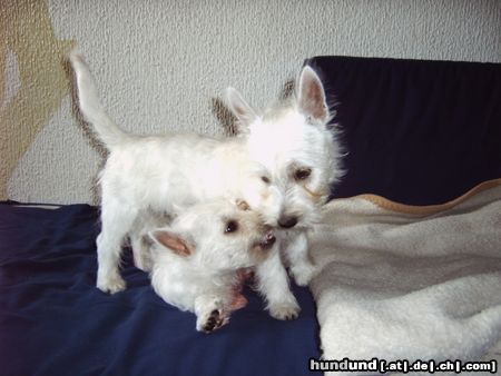 West Highland White Terrier rauferei