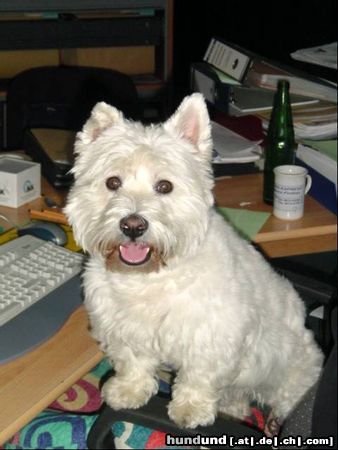 West Highland White Terrier Rambo