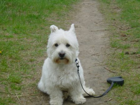 West Highland White Terrier Rambo