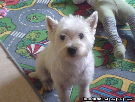 West Highland White Terrier guck nich so !!! unsere yulie.