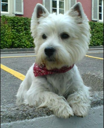 West Highland White Terrier Darth