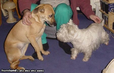 West Highland White Terrier Ayen besucht Yeannie