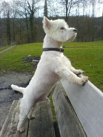 West Highland White Terrier Darth