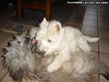 West Highland White Terrier Die besten Freunde, Leon & Timmi