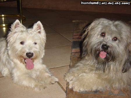 West Highland White Terrier Die besten Freunde, Leon & Timmi