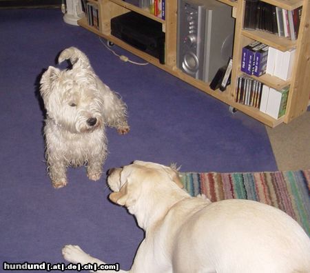 West Highland White Terrier Ayen und Laby Lady 