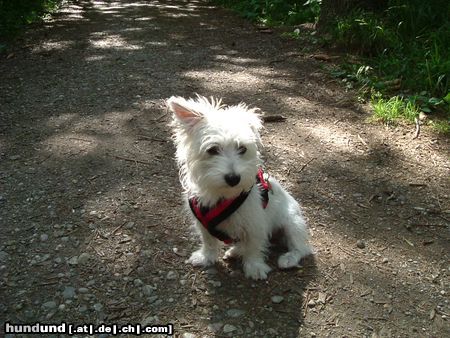 West Highland White Terrier und nochmal molly- hat inzwischen schon 1 westieohr, wie man sieht ;-)