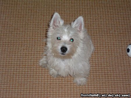 West Highland White Terrier Das ist unser supersüßer Linus...