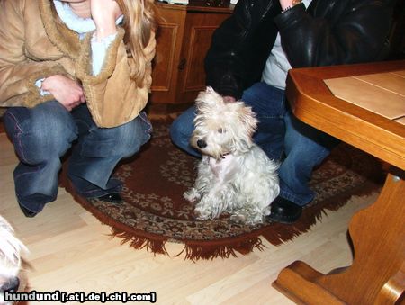 West Highland White Terrier