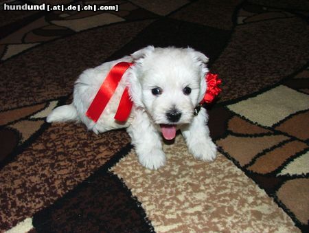 West Highland White Terrier Das ist mein süßer Westi 